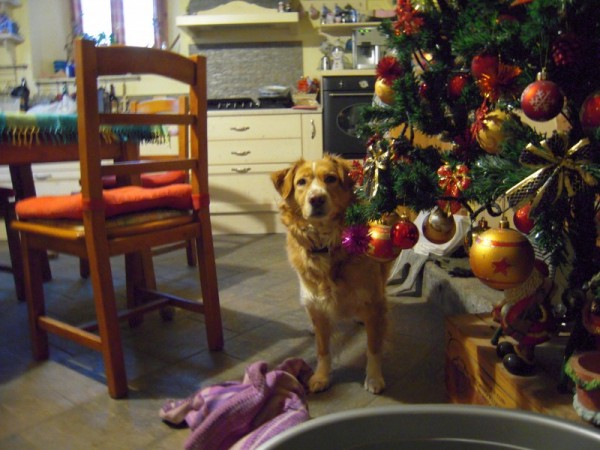 qua in versione agguato da dietro l'albero di natale